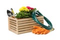 Wooden box, gardening tools and flowers isolated on background Royalty Free Stock Photo