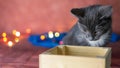 wooden box with garland on bold background and kitten