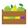 Wooden box with harvest fruits. Apples, pears and plums in it. Farmers harvest, crop. Fresh organic fruits. Food for