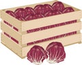 Wooden box with radicchio vegetables wooden box with radicchio vegetables