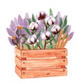 Wooden box with sprigs of cotton, poppy, lilac pampas grass. Hand-drawn watercolor illustration isolated on white Royalty Free Stock Photo