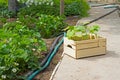 Wooden box with sprouts small cucumber