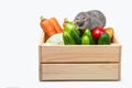 Wooden box with vegetables on a white background. Gray rat on the vegetables. Agricultural Products. Fresh vegetables Royalty Free Stock Photo