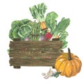 Wooden box with vegetables. Wood. Hand painted watercolor. Handmade design elements isolated Royalty Free Stock Photo