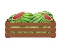 Wooden box with whole and cut watermelons. Healthy food, fruits, agriculture illustration Royalty Free Stock Photo