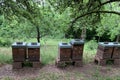 Wooden boxes, beehives, apiary in the garden, the concept of creating natural honey, pollination of honey plants, ecological