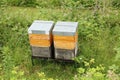 Wooden boxes, beehives, apiary in the garden, the concept of creating natural honey, pollination of honey plants, ecological