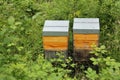 Wooden boxes, beehives, apiary in the garden, the concept of creating natural honey, pollination of honey plants, ecological