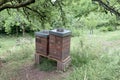 wooden boxes beehives apiary in garden the concept of creating natural honey pollination of honey plants ecological