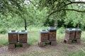 Wooden boxes, beehives, apiary in the garden, the concept of ripening natural honey, pollination of honey plants, ecological