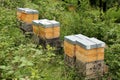 wooden boxes beehives apiary in the garden concept of ripening natural honey pollination of honey plants ecological