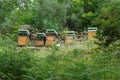 Wooden boxes beehives of creating natural honey on vegetation in the mountain