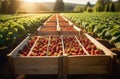 Wooden boxes of ripe strawberries in a berry plantation. Agriculture, berry harvesting, strawberry beds, farming Royalty Free Stock Photo