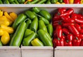 In wooden boxes, there are several fresh yellow, green, and red sweet bulgarian peppers. Royalty Free Stock Photo