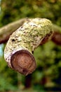 Wooden branch covered in moss Royalty Free Stock Photo