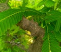 Wooden branches of green leaves plant growing in garden outdoors, nature photography, macro shots of stem pattern Royalty Free Stock Photo