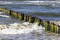 Wooden breakwater with Green algae in foaming water of Baltic Sea, Miedzyzdroje, Wolin Island, Poland Royalty Free Stock Photo