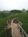 Wooden bride on the tea crops Royalty Free Stock Photo
