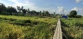 wooden bridge access to rice fields