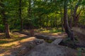 Wooden bridge across a small river in the forest Royalty Free Stock Photo