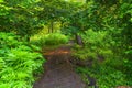 Wooden bridge across a small river in a green dense forest Royalty Free Stock Photo