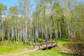 The wooden bridge in the birch forest Royalty Free Stock Photo