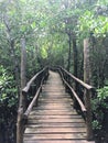Bridge towards the Jozani Forest mangroves