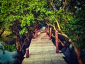 Wooden bridge in flooded rain forest jungle of mangrove trees Royalty Free Stock Photo