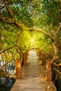 Wooden bridge in flooded rain forest jungle Royalty Free Stock Photo