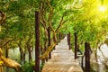 Wooden bridge in flooded rain forest jungle of Royalty Free Stock Photo