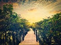 Wooden bridge in flooded rain forest of mangrove trees Royalty Free Stock Photo