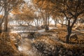 Wooden bridge in flower garden on morning sun light sepia color