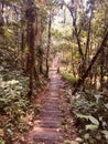 Wooden bridge, footphath in forest landscape , jungle bridge