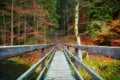 Wooden bridge in the forest Royalty Free Stock Photo