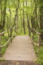 Wooden bridge in a forest. Wooden walkway in green forest near the Ropotamo river, Bulgaria Royalty Free Stock Photo