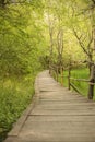 Wooden bridge in a forest. Wooden walkway in green forest near the Ropotamo river, Bulgaria