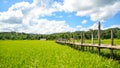 The wooden bridge in the green rice field Royalty Free Stock Photo