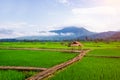 Wooden bridge in green rice field with mountain Royalty Free Stock Photo