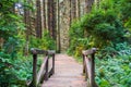 Wooden bridge and hiking path through an evergreen trees forest, Prairie Creek Redwoods State Park, California Royalty Free Stock Photo