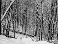 A wooden bridge on a hiking trail on a snowy winter day