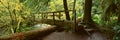 Wooden Bridge In The Hoh Rainforest