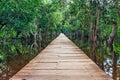 Wooden bridge in the jungle. Royalty Free Stock Photo