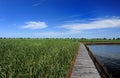 Wooden bridge in the lake Royalty Free Stock Photo