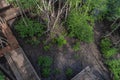 Wooden bridge in mangrove forest Royalty Free Stock Photo