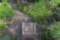 Wooden bridge in mangrove forest Royalty Free Stock Photo