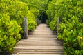 Wooden bridge at Mangroves in Tung Prong Thong or Golden Mangrove Field, Rayong, Thailand