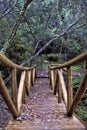 Wooden bridge in the middle of natural setting