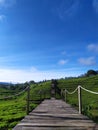 wooden bridge in the middle of tea plantation with clear blue sky. Royalty Free Stock Photo