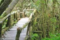 Wooden bridge with moss in Ang ka nature trail at doi inthanon National park Chiang Mai,Thailand Royalty Free Stock Photo