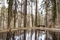 Wooden bridge in nature Royalty Free Stock Photo